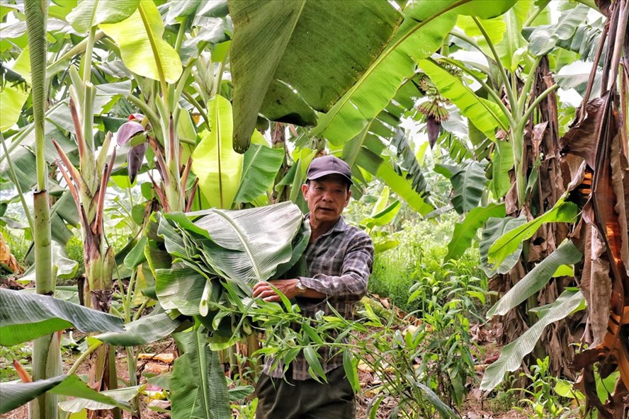 Lá[-]chuối[-]thay[-]nilon,[-]người[-]dân[-]kiếm[-]bạc[-]triệu[-]từ[-]nghề[-]chặt[-]lá[-]chuối